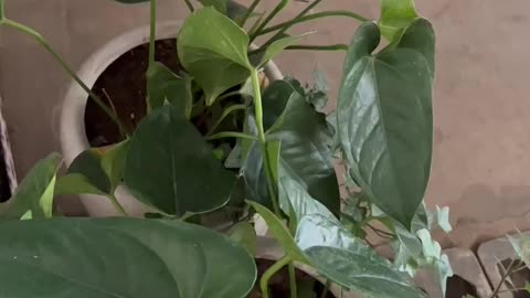 lush green plants