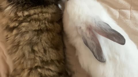 A cat sleeps with a rabbit