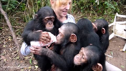 Cuddly Baby Chimpanzees - Cutest Compilation