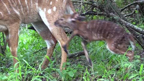 Baby Antelope's First Steps in the Wild