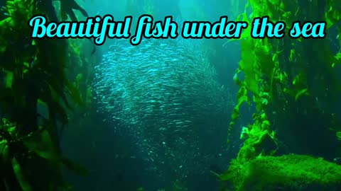 Beautiful fish under the sea