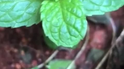 Fresh Mint Leaves 🍃