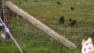 August 2015, Trip to Knowsley Safari Park, part 1