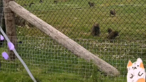 August 2015, Trip to Knowsley Safari Park, part 1