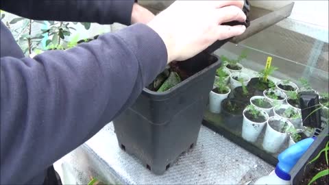 Unpacking gunnera manicata