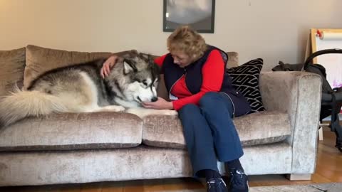 Giant Husky Reacts To Grandparents Reunion! He's So BIG!!