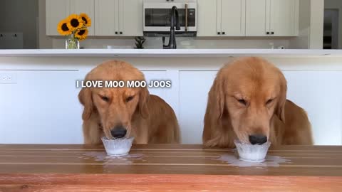 Dog Reviews Food With Son