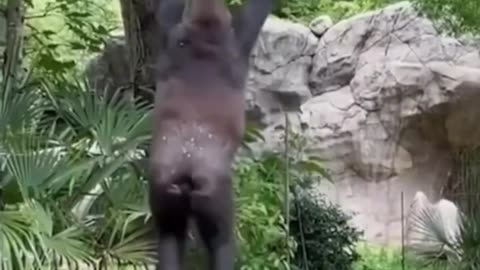 Funny animals