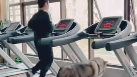 Dog Run on Treadmills || Dogs exercise with their owners on treadmills