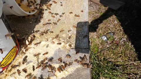 Honey bees feeding in winter. Alabama bees in January 2022