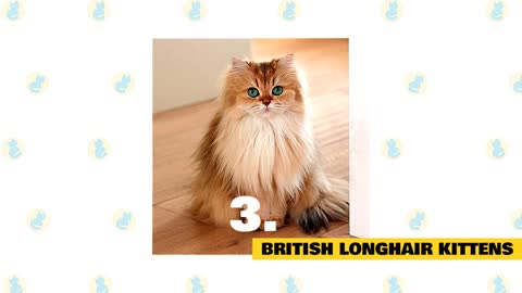 British LongHair cats Facts&Myths to know