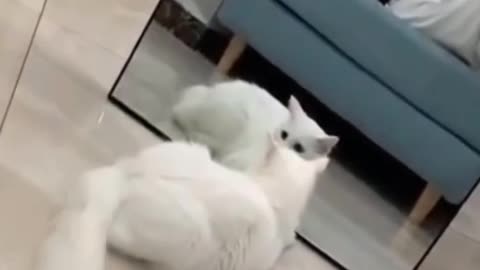 Cute dog and cat funny video