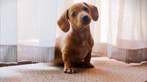 A pet dog wandering on a camera