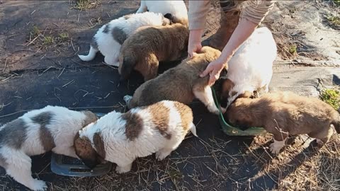 Puppy update... feeding time again!