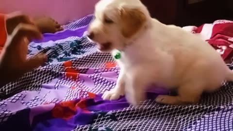 |Furious Puppy attacking owner | #puppies | #funnydogs