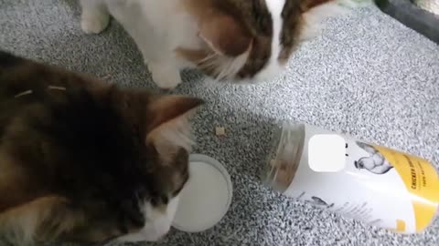 How to Get More Food From Hooman (YouTube for Cats!)