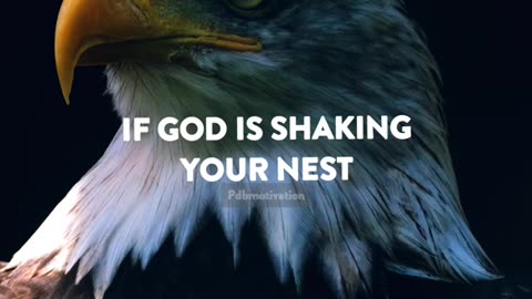 "if God is shaking your nest, it means he is preparing you" Such lines are real in life everyone