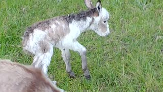 Newly Born Donkey having troubles had to bottle feed part 2