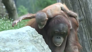 Adorable Baby Ape's Day Out With Mum