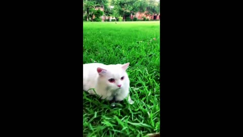 Funny Cats and Kittens Meowing Compilation Amusing Kitten Animals Nature