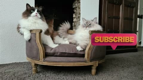 Need A Laugh? Watch These Funny Cats 🤣