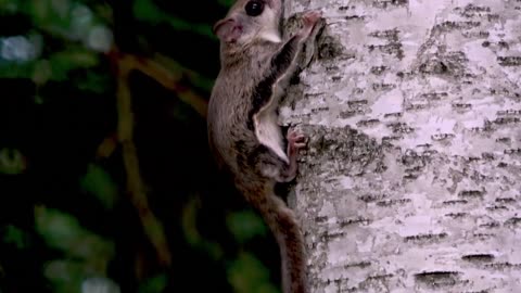crazy xyz close up look at elusive and rare flying squirrel