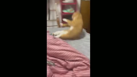 Cat funny videos so nice cat 2023