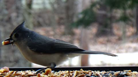 Tufted Titmouse