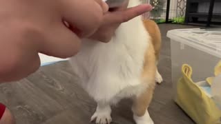 Learning how to brush our corgi puppy's teeth! Bloopers only 🤣
