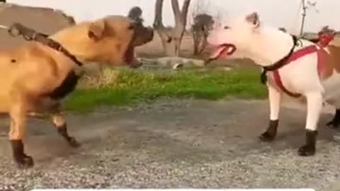 Pibull dog fight