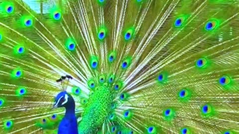 peacock spreads its wings beautifully