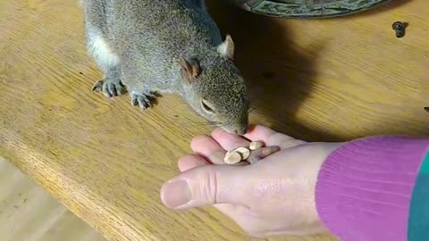 Must watch this picky squirrel 🐿️/Mika The Squirrel!