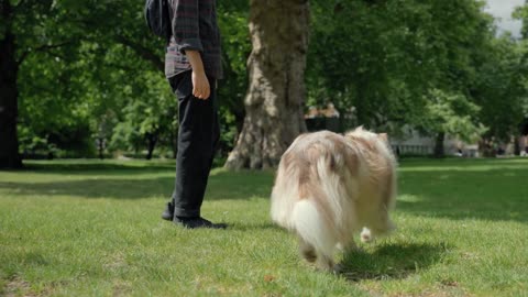 A man walks with an Australian shepherd in the park