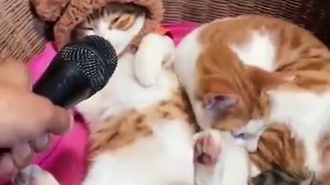 cat funny videos #baby #cat #funny