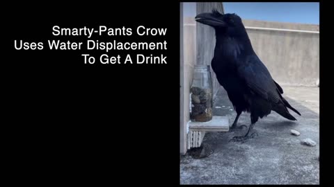 Smarty-Pants Crow Uses Water Displacement To Get A Drink (A Reminder To Treat Animals Kindly)