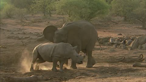 beating elephant on rhino