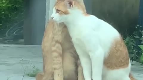 Falling in love cat drama