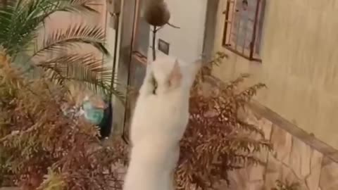 funny animals vids😂 funny animals dancing💃😂, funny animals fighting😂. mp4