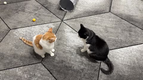 Uma fascinante visão dos bastidores dos gatos