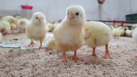 Baby Chicken