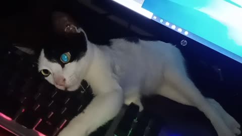 Cat playing with Keyboard funny Video