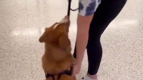 Going through airport security with a Service Dog