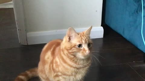 Notorious Orange Cat Behaviour