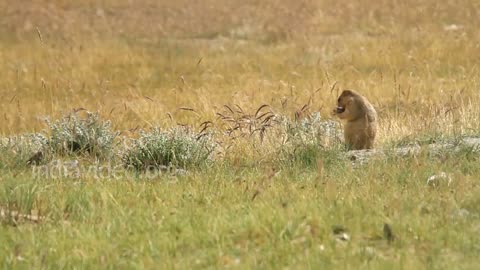 Cutest Animal Himalayan Marmots | India Video