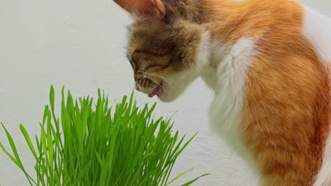 Watch the cat eat weeds
