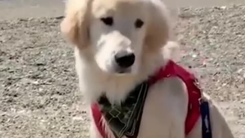 So amazing funny dog