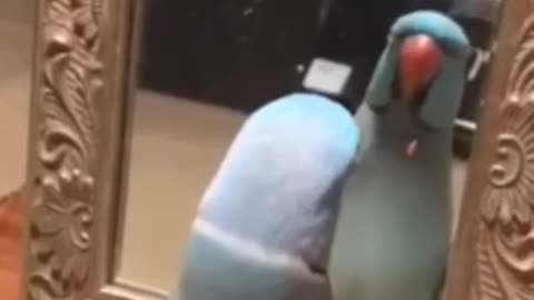 Feel Good: Bird Kisses Himself & Says “I love You”