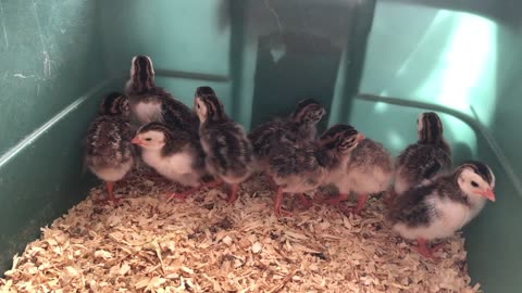 Adorable baby Guineas Keets