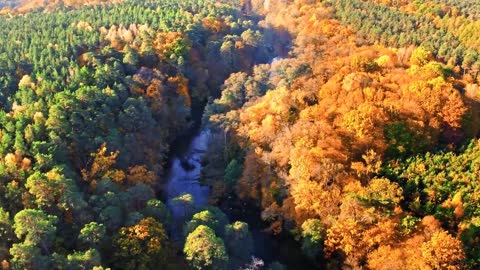 Enchanting Autumn Forests with Beautiful Piano Music