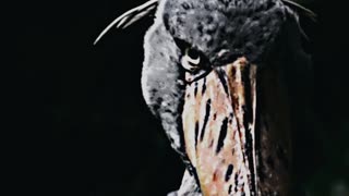 Shoebill Stork Edit